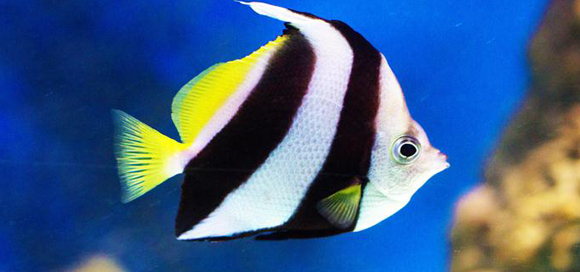 Pennant coralfish